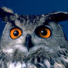 Схема вышивки «Филин»