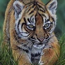 Схема вышивки «тигренок»