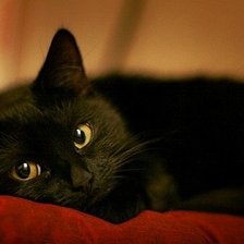 Схема вышивки «ченый кот»