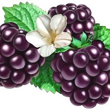 Схема вышивки «ежевичка»