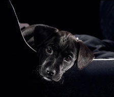 Схема вышивки «грустная собака»