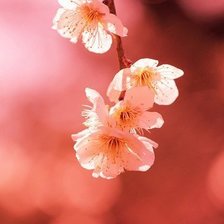 Схема вышивки «Розовое»