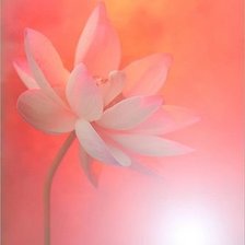 Схема вышивки «Розовое 3»