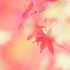 Схема вышивки «Розовое 4»