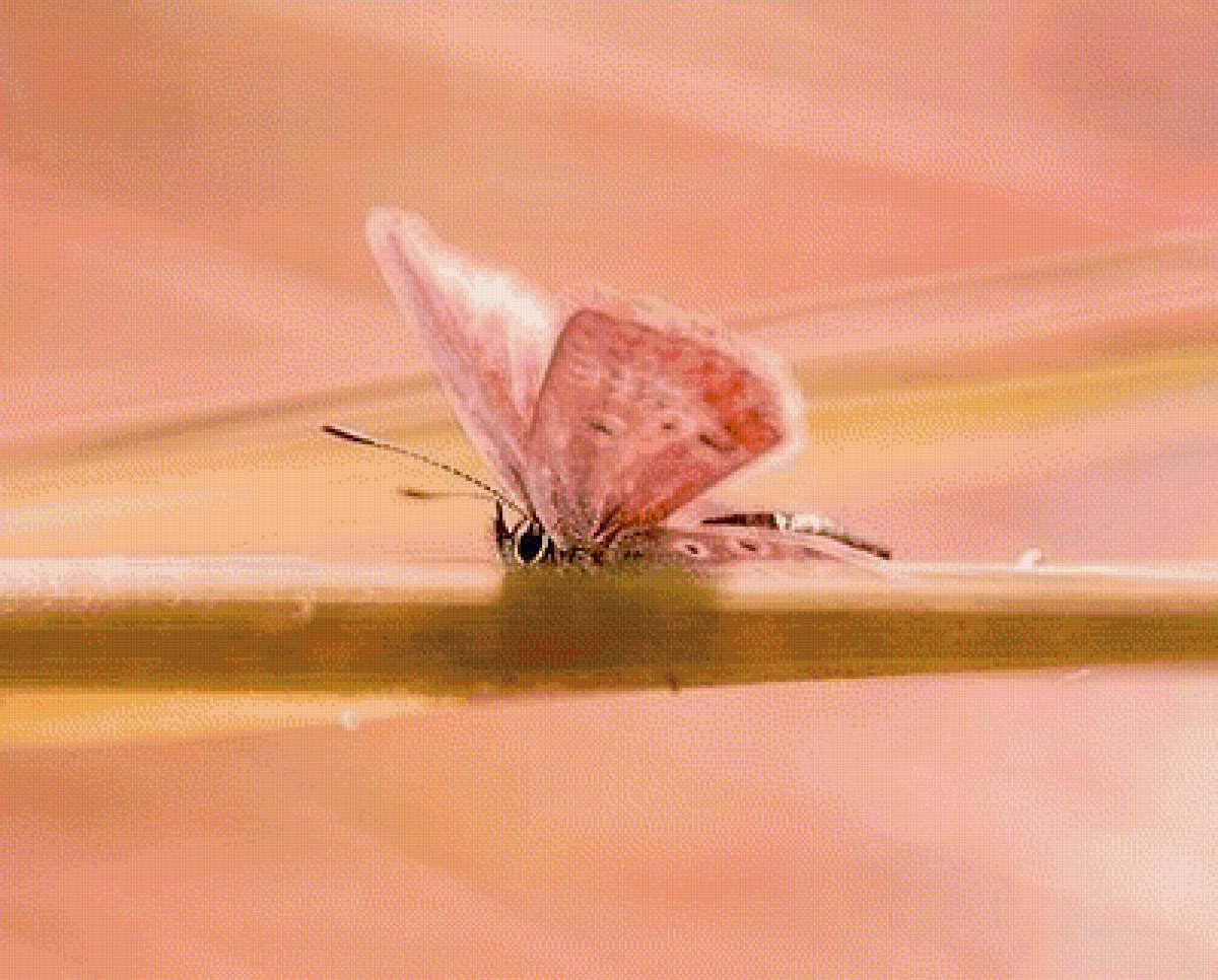 Розовое 5 - предпросмотр