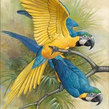 Схема вышивки «papagáje»