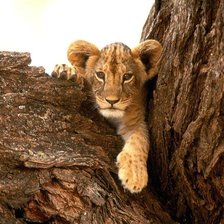 Схема вышивки «Лев»