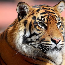 Схема вышивки «Тигр»