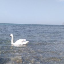 Лебедь Гоша