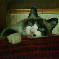 Схема вышивки «Моя Дульсинея  породы"Сноу Шу"»