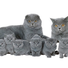 Схема вышивки «коты»