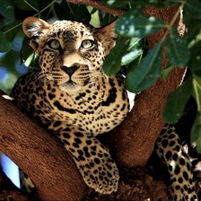 Схема вышивки «№1363101»