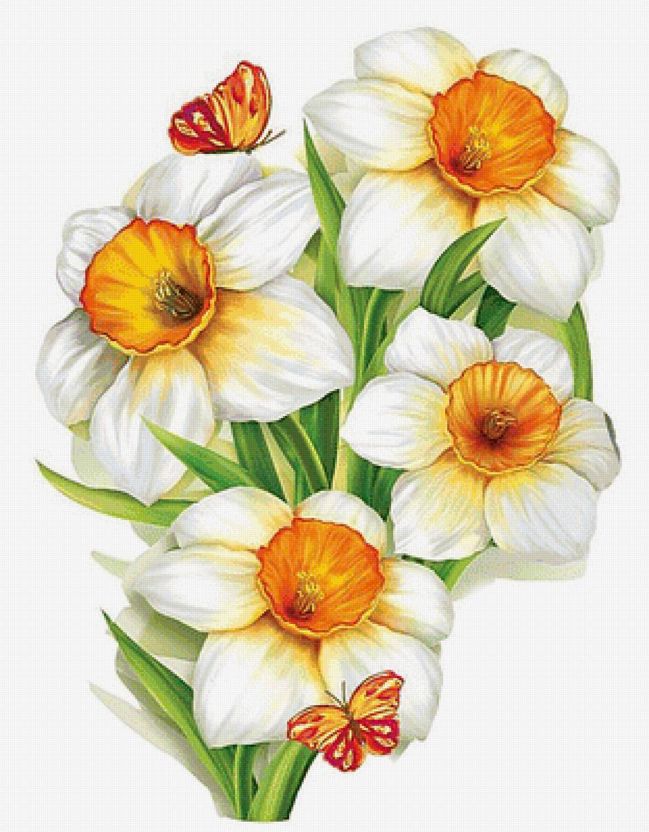 Нарциссы - цветы, нарциссы, бабочки - предпросмотр