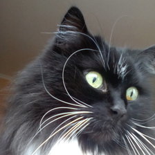 Схема вышивки «keta»