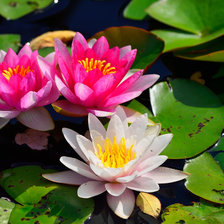 Схема вышивки «Водяные лилии»