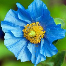 Схема вышивки «синій мак»