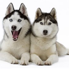 Схема вышивки «Хаски»