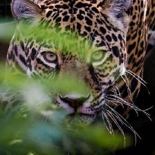 Схема вышивки «леопард»