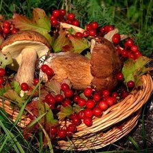 Корзина грибов