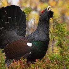 Схема вышивки «Глухарь на току»