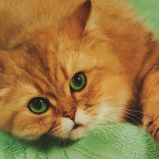 Схема вышивки «Кот Рыжик»