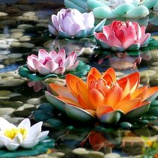 Схема вышивки «Водяные лилии»