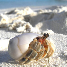 Схема вышивки «Рак отшельник»