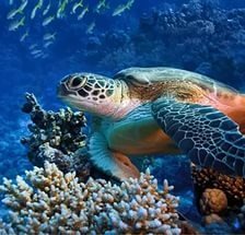 Схема вышивки «Под водой»