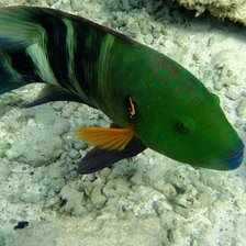 Схема вышивки «Подводный мир»