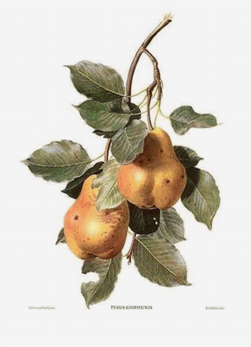 №1365256 - предпросмотр