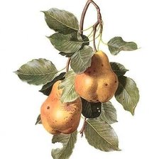 Схема вышивки «№1365256»