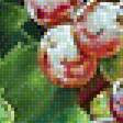 Предпросмотр схемы вышивки «Худ. Алёна Савченко. Виноград.» (№1365293)