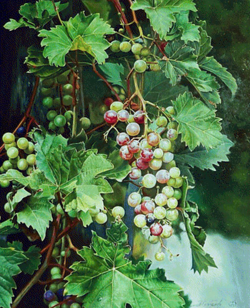 Худ. Алёна Савченко. Виноград. - живопись., виноград - предпросмотр