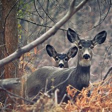 Схема вышивки «№1365479»