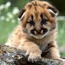 Схема вышивки «котёнок»