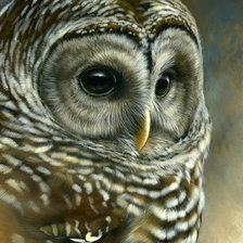 Схема вышивки «№1365816»