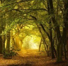 Схема вышивки «Лесной пейзаж»