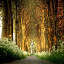 Лесной пейзаж