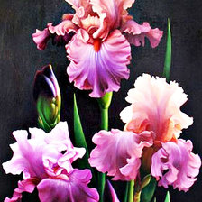 Схема вышивки «ирисы»