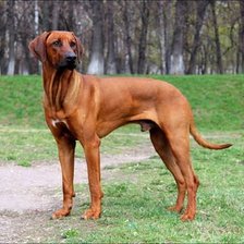 Схема вышивки «№1366031»