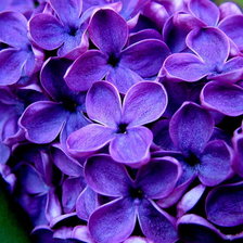 Схема вышивки «цветы»