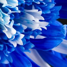 Схема вышивки «цветы»