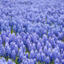 Схема вышивки «цветы»