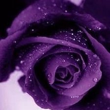 Схема вышивки «роза в каплях»