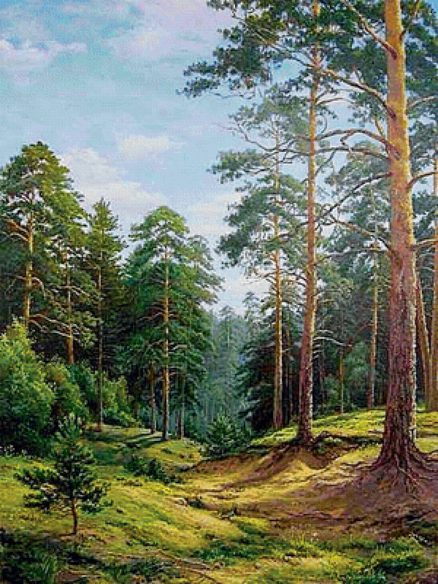 сосновый бор - лето, природа, пейзаж - предпросмотр