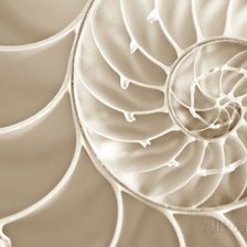 Схема вышивки «Ракушка»