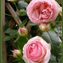 Схема вышивки «№1366401»