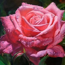 Схема вышивки «роза нежная»