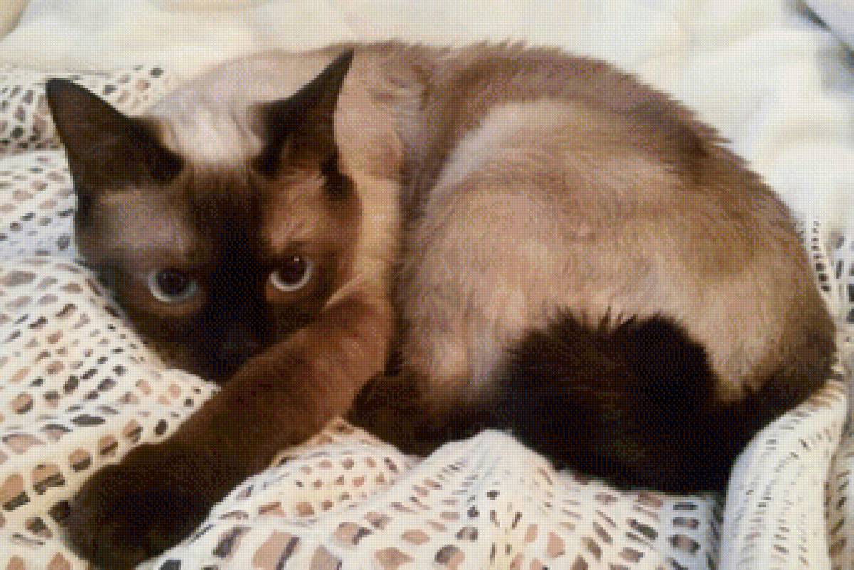 соня - кошки - предпросмотр