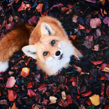 Схема вышивки «Лисица»